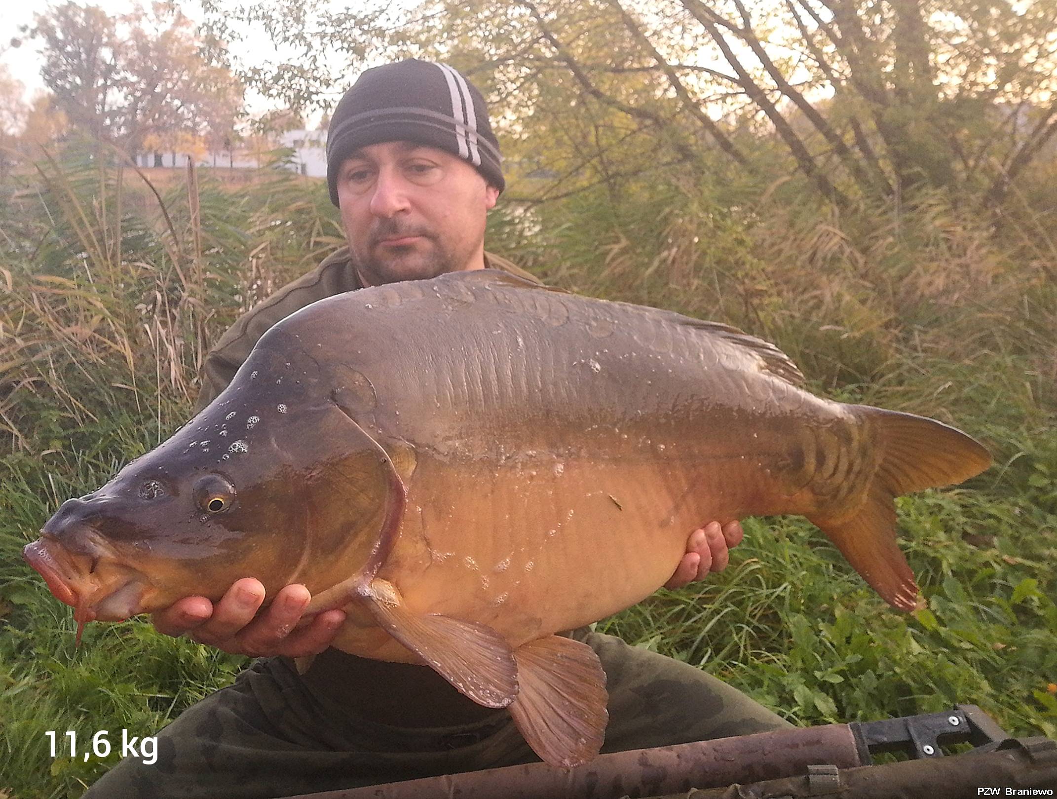 Karp 11,6 kg